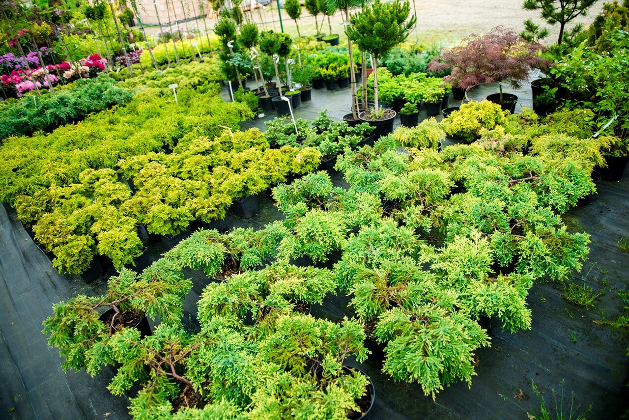 Zdjecie szkółki Begonia